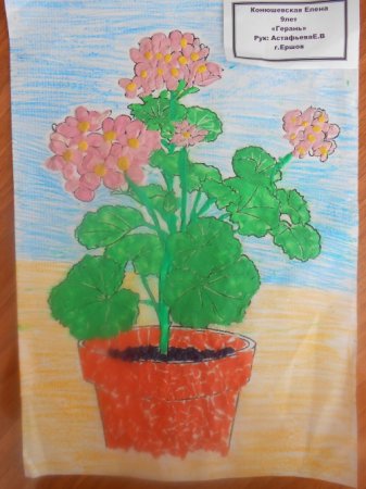 Комнатные растения раскраска