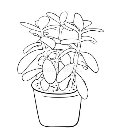 Рисование комнатыхцветов