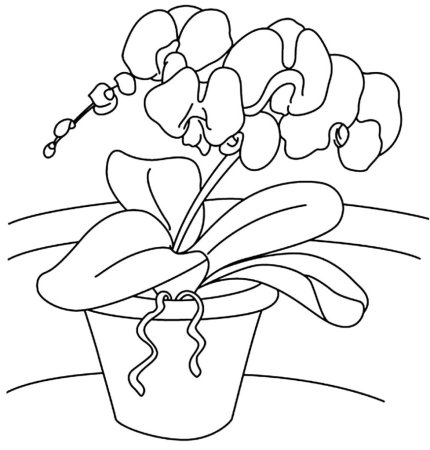 Рисование комнатные растения