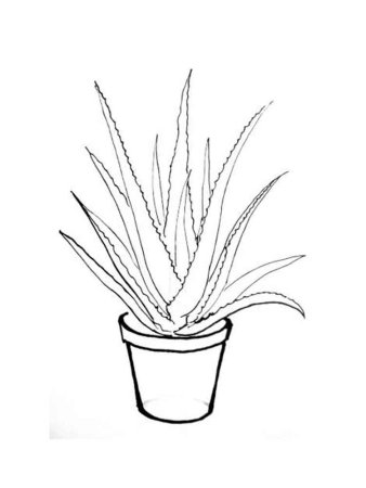 Комнатное растение рисунок