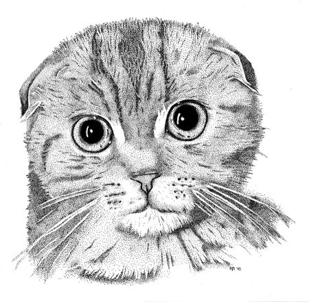 Кот скоттиш фолд раскраска