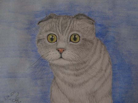Раскраска шотландский вислоухий кот