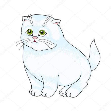 Вислоухая кошка раскраска