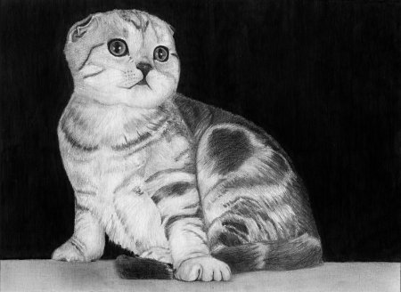 Вислоухая кошка раскраска