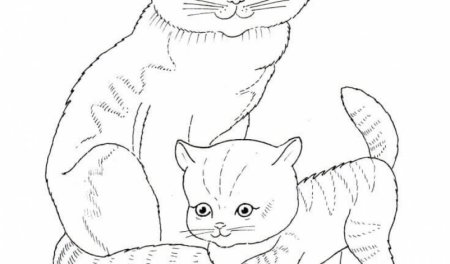 Шотландская вислоухая кошка рисунок