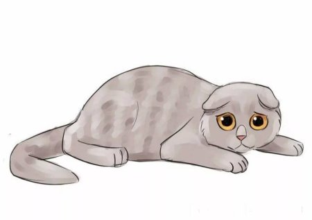 Раскраска Шотландская вислоухая кошка