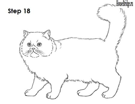 Раскраски. Животные