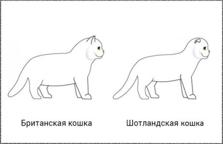 Вислоухая кошка поэтапно