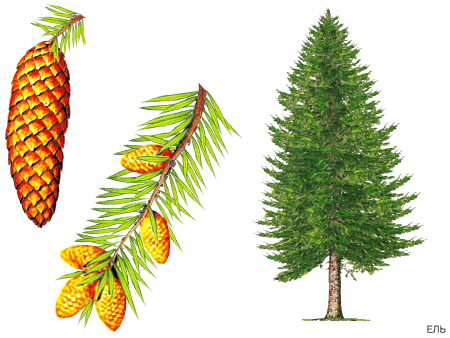 Хвойные деревья в детском саду