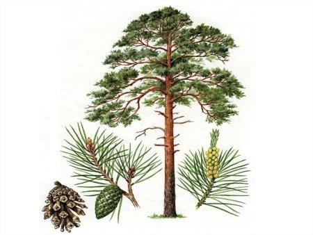 Хвоинки сосны обыкновенной