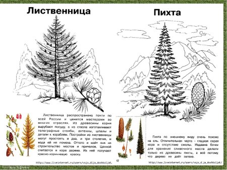 Хвоинки пихты и лиственницы