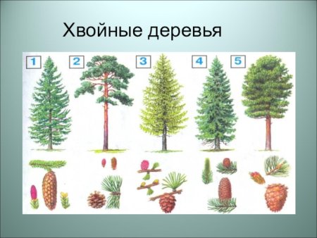 Хвойные деревья для дошкольников