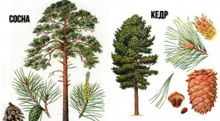 Хвоинки дерева сосна Кедровая