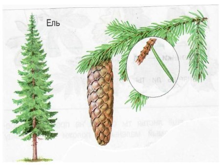 Ель обыкновенная хвоинки 4 класс