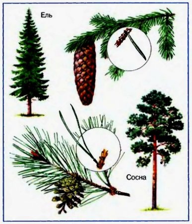 Хвоинки сосна и ель