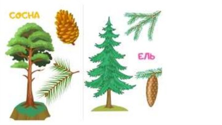 Рисование сосны и ели