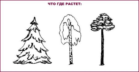 Сосна схематичное изображение