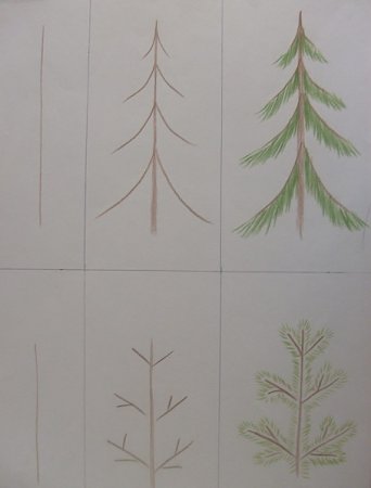 Рисование хвойные деревья в старшей группе