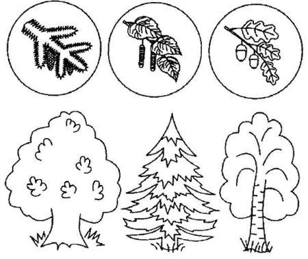 Хвойные деревья задания для дошкольников