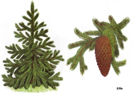 Деревья дошкольникам ель