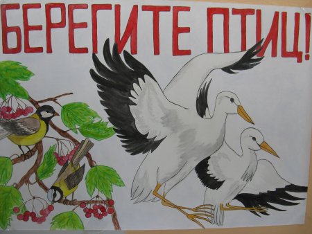 Плакат берегите птиц