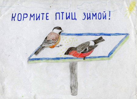 Раскраска зимующие птицы на кормушке