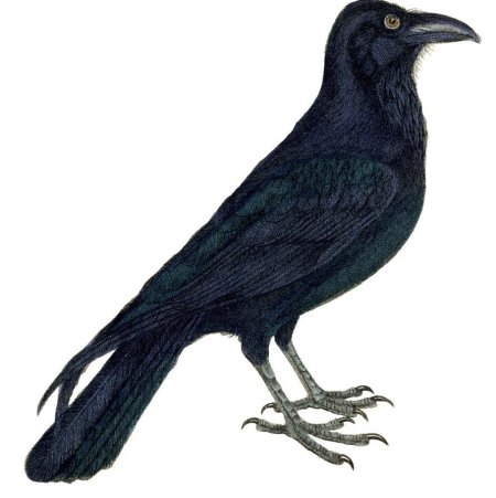 Грач для детей