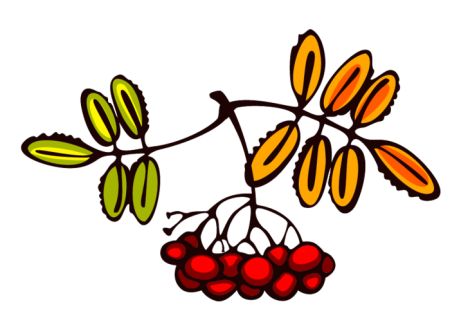 Гроздь рябины рисунок