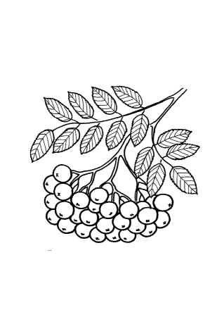 Ветка рябины рисование