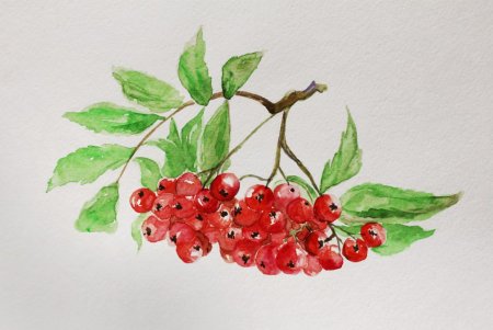 Ветка рябины рисование