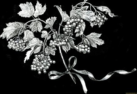 Виноград гравировка