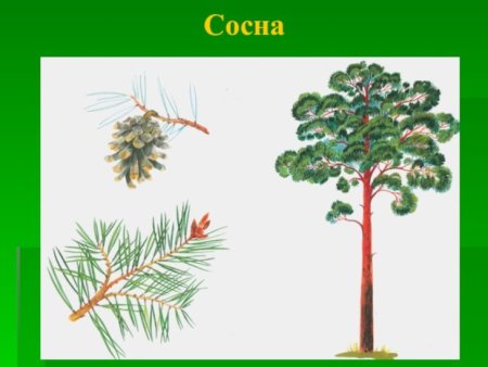 Сосна для детей