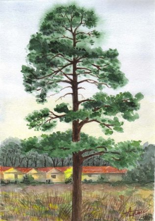 Рисование сосны