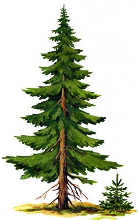 Рисуем ель