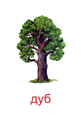 Дуб для детского сада