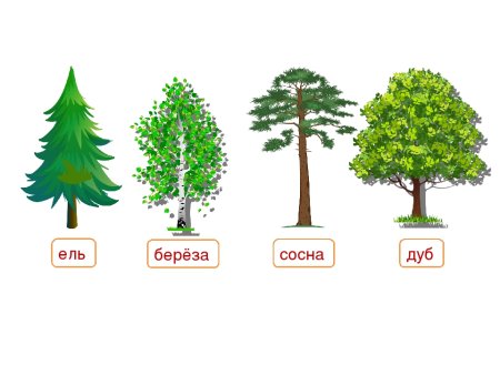 Ель сосна дуб береза