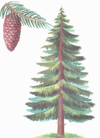 Ель рисунок