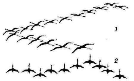 Журавлиный Клин рисунок