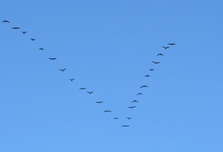 Перелётные птицы журавлиный Клин