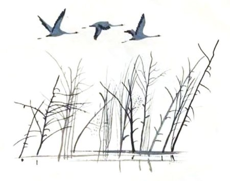 Журавлиный Клин Графика