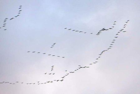 Журавлиный Клин схематично