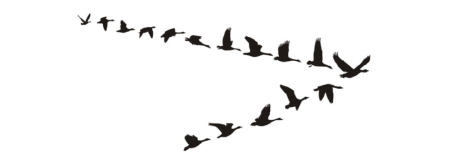 Клин журавлей на белом фоне