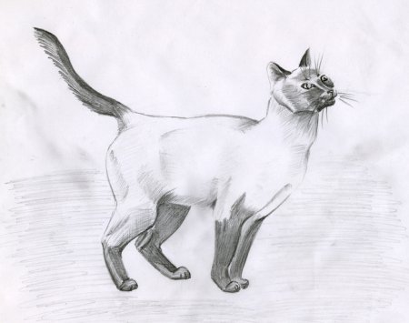 Сиамская кошка карандашом