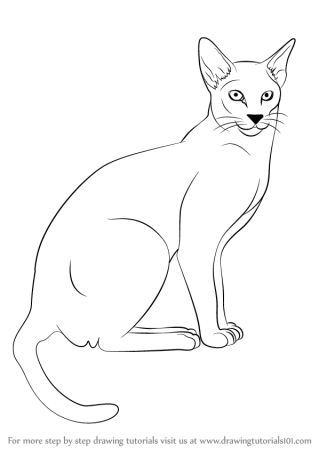 Раскраска сиамский котенок