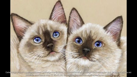 Рисуем кошку