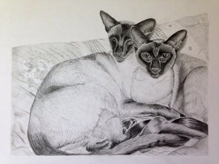 Сиамская кошка карандашом
