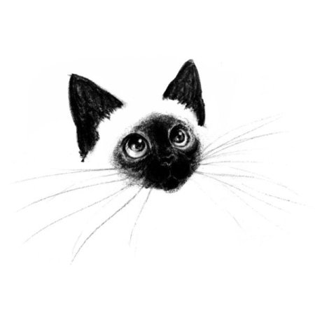 Сиамские коты