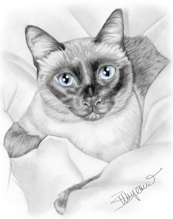 Сиамская кошка карандашом