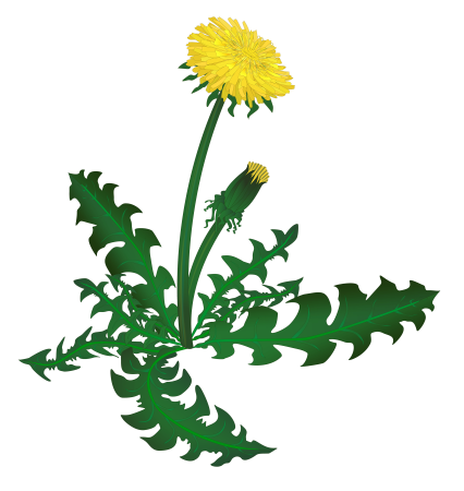 Одуванчик сбоку