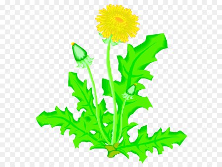 Одуванчик рисунок